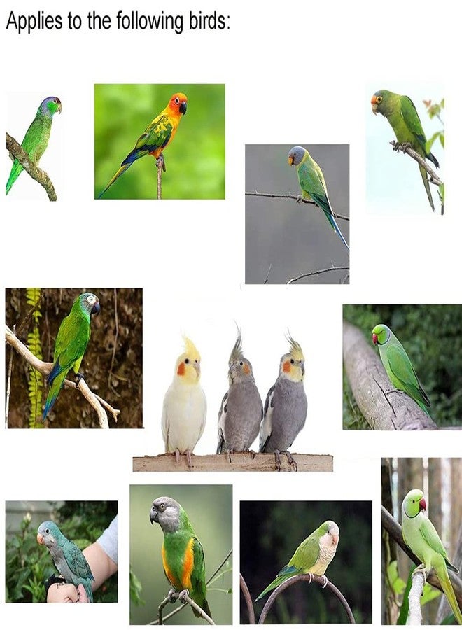 FORZENA Birds Adjustable Harness and Leash, Parrot Outdoor Flying Training Traction Rope Straps with Cute Wing for Small Animal Birds, Parrots, Pigeons, Lizard, Turtles (L,Green) - Image 3